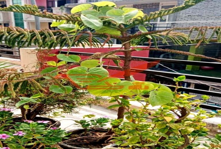 घर में मनी प्लांट