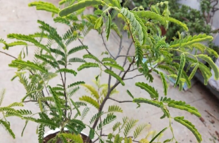 घर का सुख-चैन छीन लेते हैं ये सुंदर पौधे, गलती से भी न लगाएं, हो जाएंगे कंगाल वास्तु शास्त्र