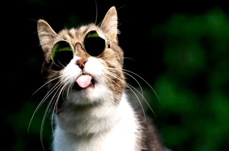 शैतान बिल्ली