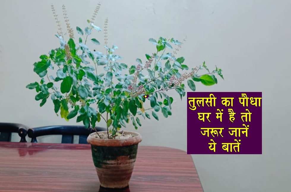 Never keep these things near Tulsi plant to money benefits