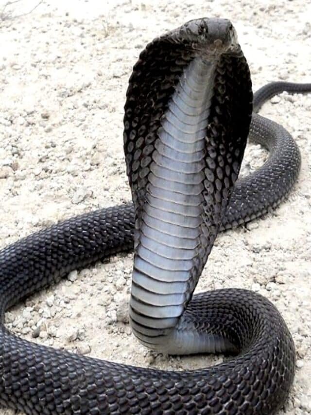 cobra found in man rajai