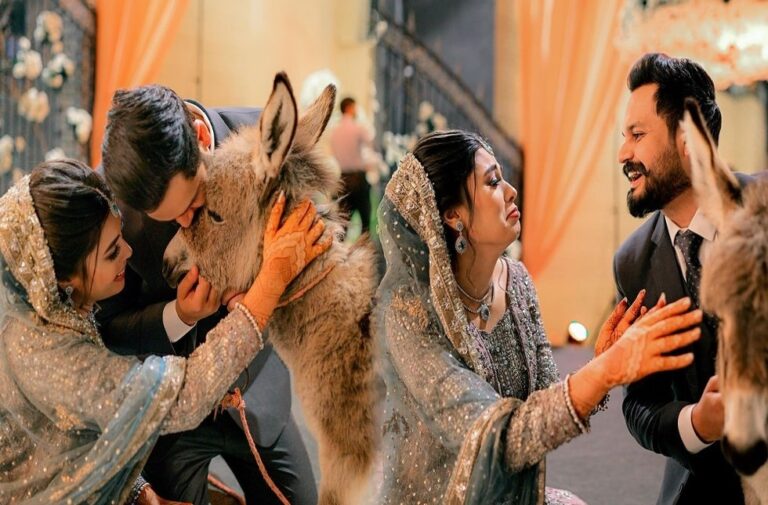 Pakistani groom gifted donkey to wife in wedding