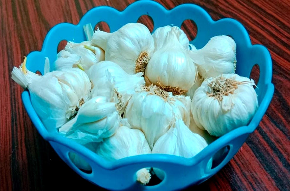 garlic readmeloud 1