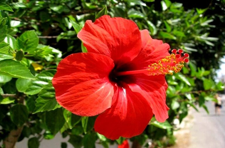Hibiscus Remedies