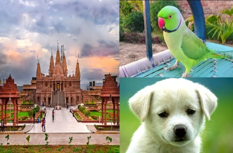 dream meaning sapne me safed kutta teerth mandir tota dekhne ka matlab