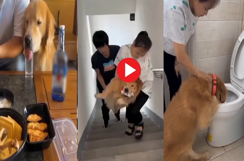 dog drinks alcohol funny video viral in social media