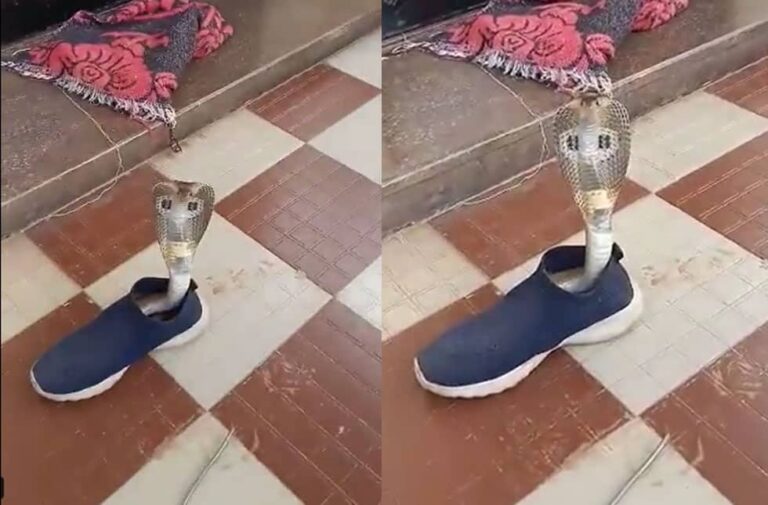 Video: जूते में आराम फरमा रहा था किंग कोबरा, शख्स पैर डालने ही वाला था कि तभी… cobra viral video