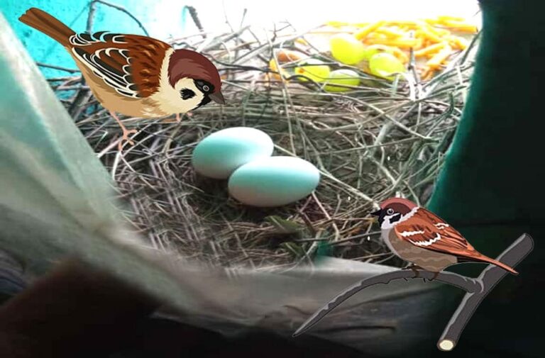 save sparrow