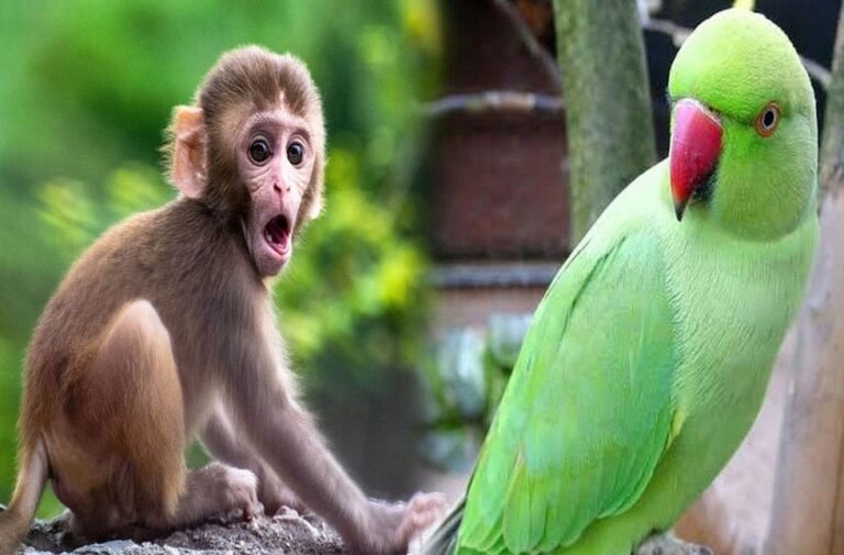 Animals Illegal to Keep