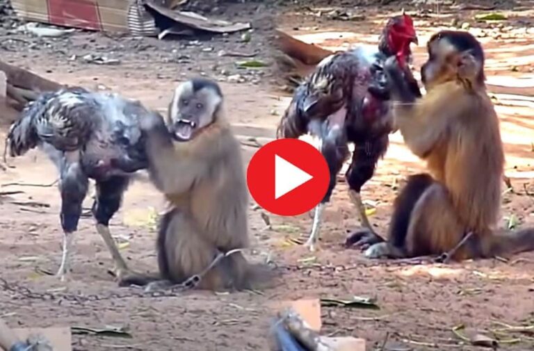 monkey video