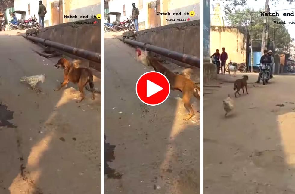 मुर्गे ने कुत्ते को दौड़ा-दौड़ाकर पीटा, Video देख लोग खूब ले रहे मौज