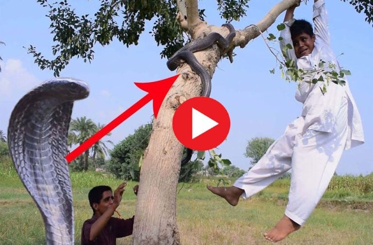 Video: बच्चे के पीछे पड़ गया काला नाग, बदला लेने के लिए पेड़ पर ही चढ़ गया, फिर जो हुआ, वह… naag ka video