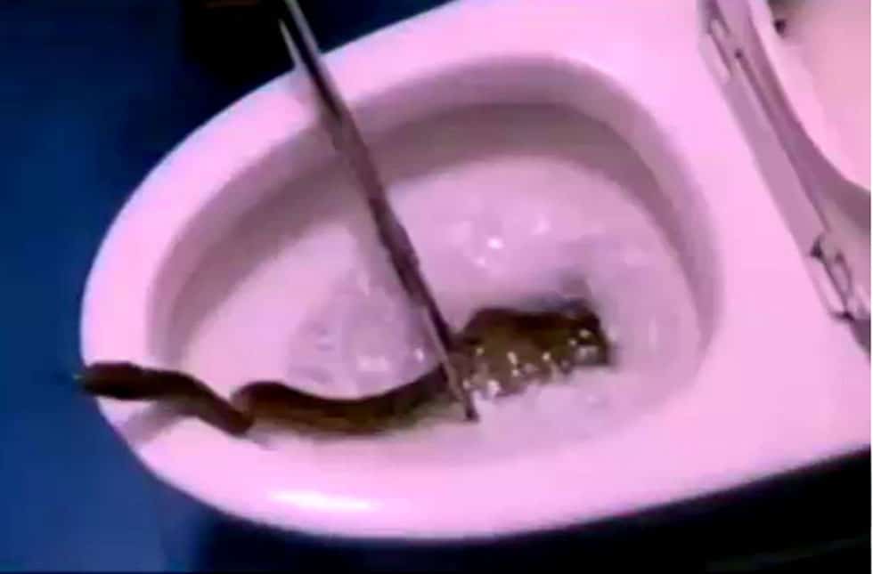 Video: टॉयलेट सीट पर बैठने वाला था युवक, कमोड में से निकल आया खतरनाक सांप