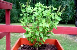 tulsi plant niyam