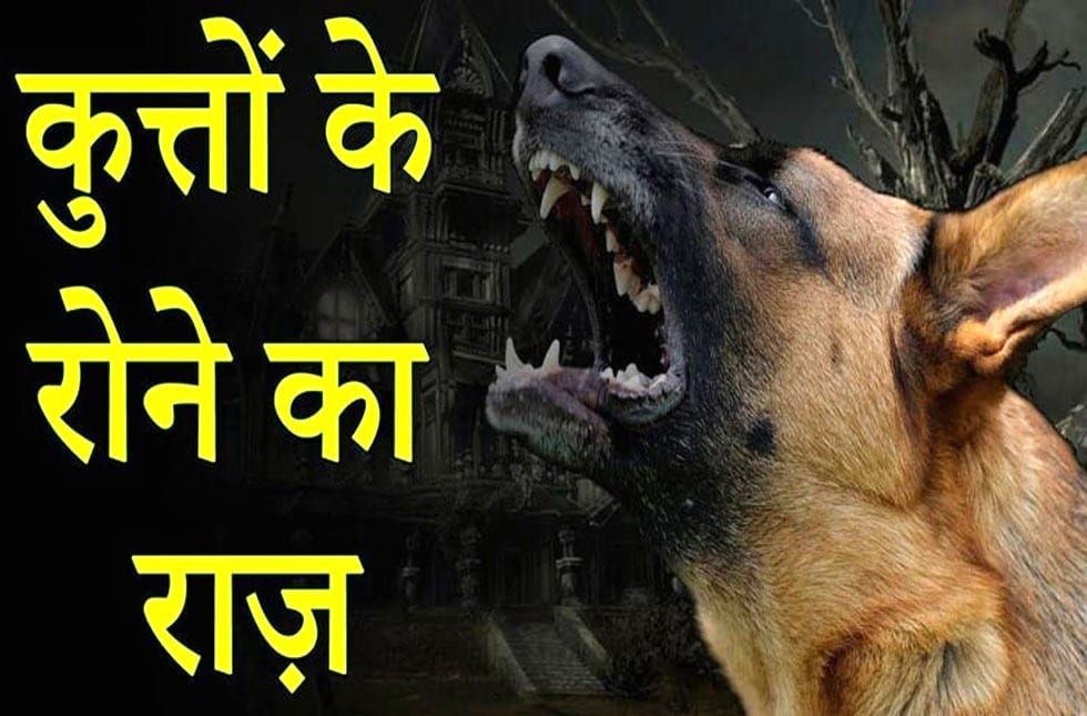 know reason why do dogs cry at night read scientific reason