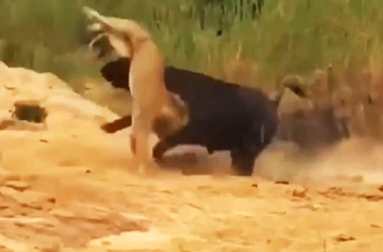 trending today buffalo lifted the lioness and threw her see shocking video