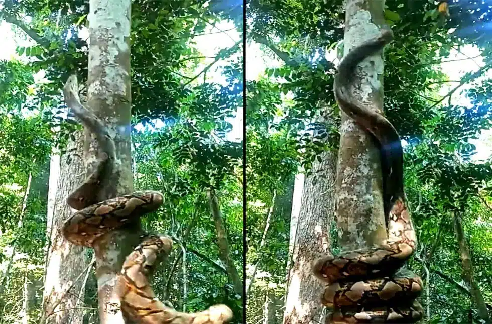 azgar ka video