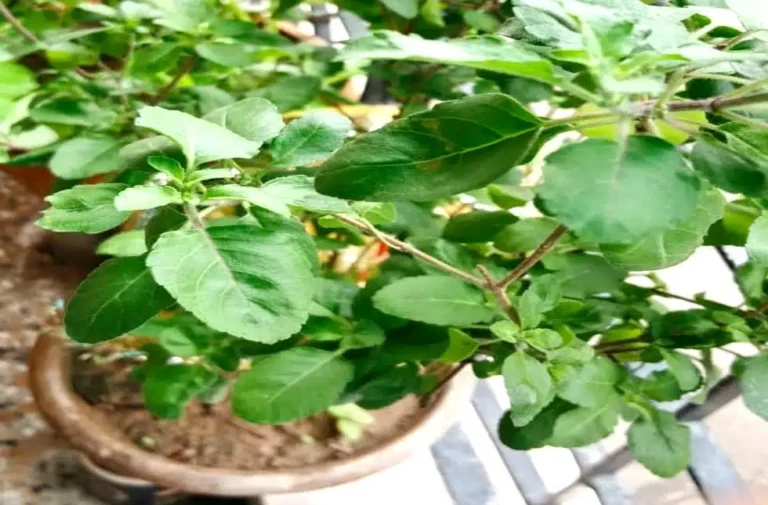 इन वजहों से एकादशी के दिन नहीं तोड़नी चाहिए तुलसी, 11 साल तक होंगी समस्याएं ekadashi ke din tulsi nahi todni chahiye