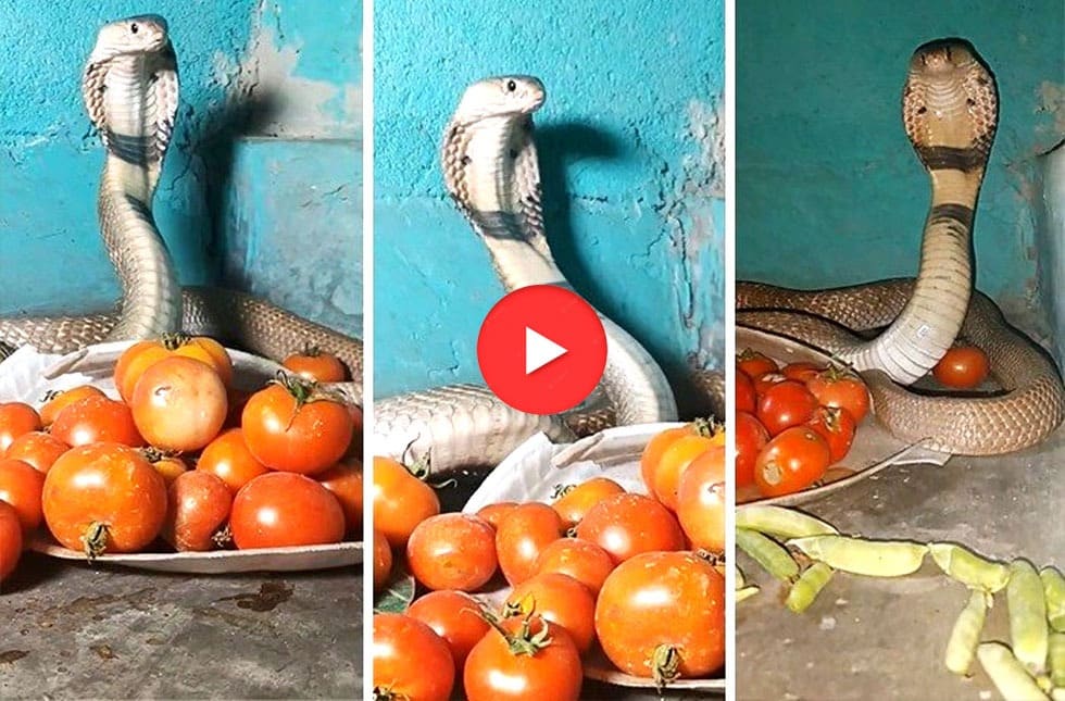 king cobra snake nag video