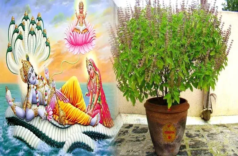 do tulsi pujan in malmas for wealth amir hone ke upay tarike