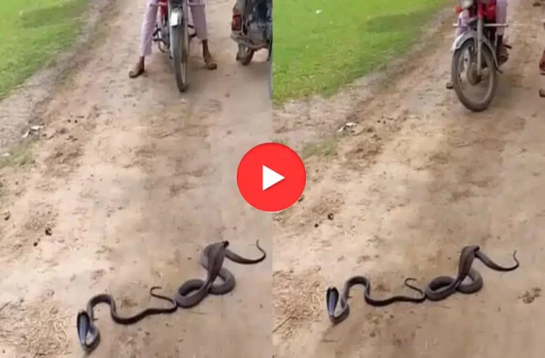 सड़क के बीचों-बीच नाग-नागिन के रोमांस का Video वायरल, फटी रह जाएंगी आंखें nag nagin viral video