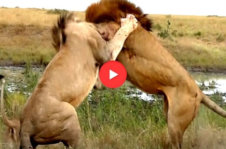 शेरनी के चक्कर में आपस में लड़ पड़े 2 खूंखार शेर, देखें रोमांचक Video wild animal fight video
