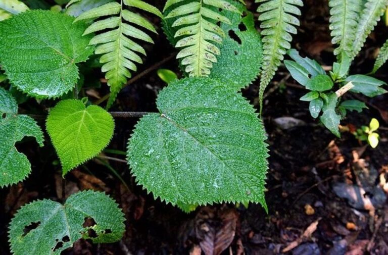 gympie gympie most dangerous plant