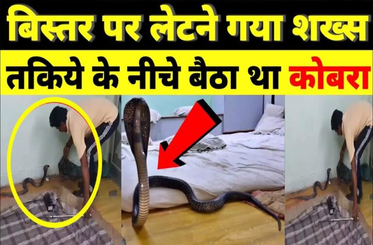 सोने गए शख्स ने हटाई तकिया तो फन फैलाकर खड़ा हो गया किंग कोबरा, Video वायरल king cobra viral video