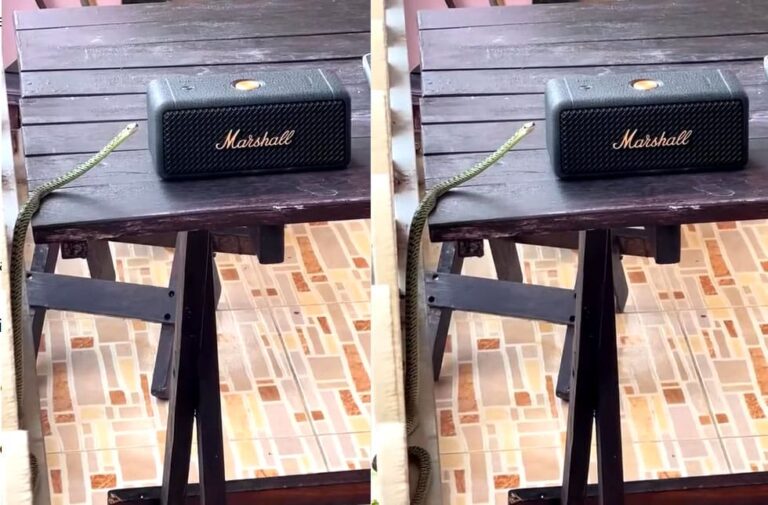 स्पीकर पर म्यूजिक सुनते ही नाचने लगा खतरनाक सांप, Video देख हिल जाएंगे आप dancing snake video viral