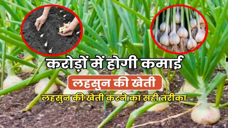 lahsun ki organic kheti kaise karen