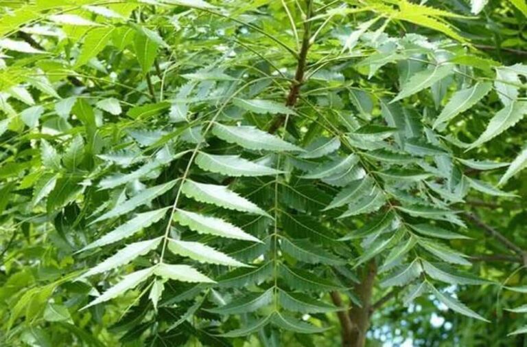 रोज सुबह चबाएं नीम की केवल 10 पत्तियां, फायदे गिनते रह जाओगे neem ki pattiyan chabane ke