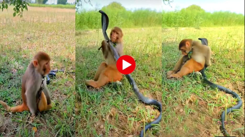 शैतान बंदर ने खतरनाक किंग कोबरा को किया परेशान, Video वायरल