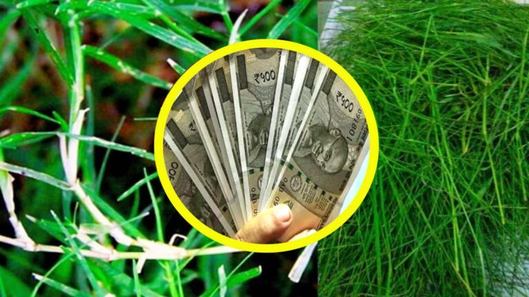 सड़क किनारे उगने वाली दूर्वा घास बना देती है करोड़पति! बप्पा को ऐसे चढ़ाएं durva ghas ka upay