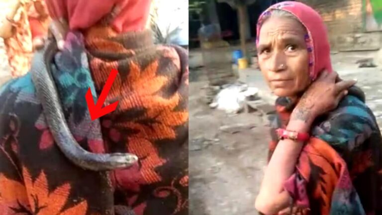 kobra ko ganv ghumaya