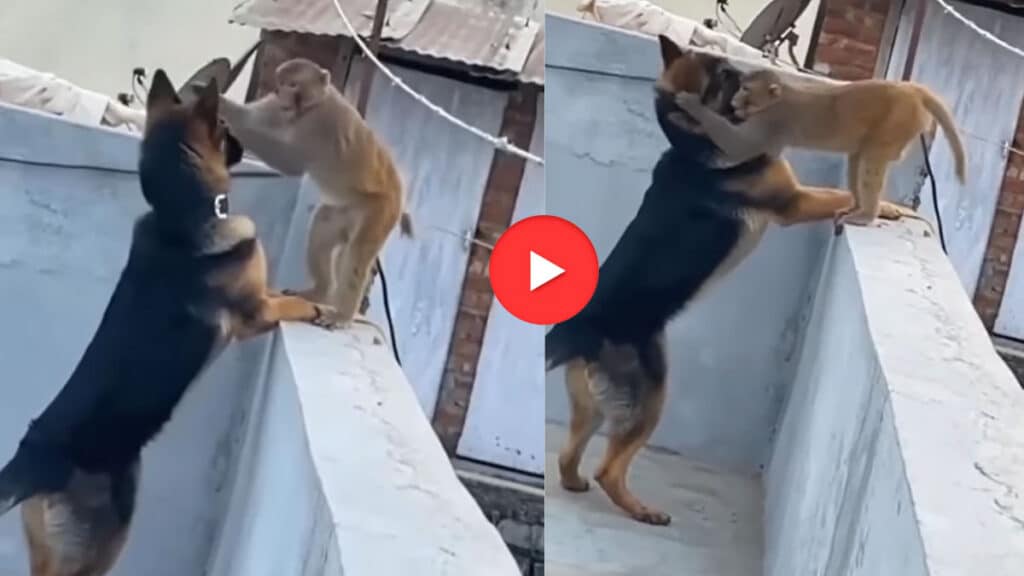 छत पर खड़े कुत्ते को अचानक छेड़ने लगा बंदर, Video देख हिल गए लोग