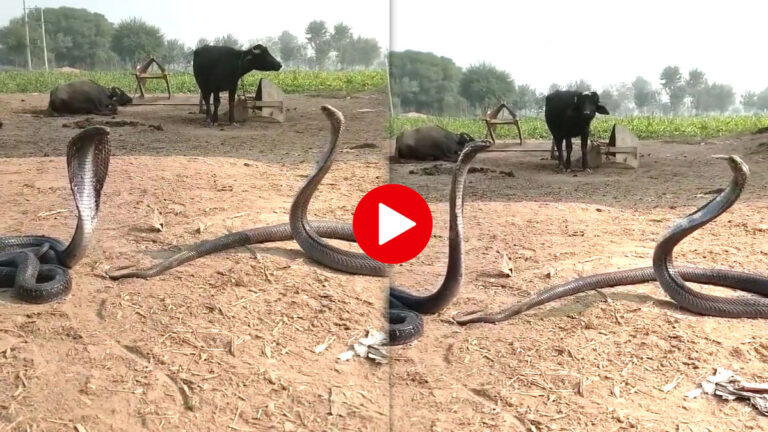 हीरो-हीरोइन की तरह मटकते नाग-नागिन का Video वायरल, लोग बोले- ईलू-ईलू हो रहा क्या nag nagin viral video