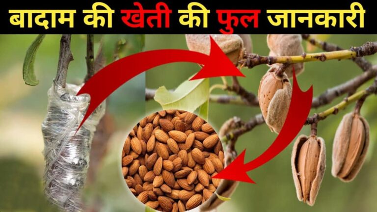 badam ki kheti kaise karen
