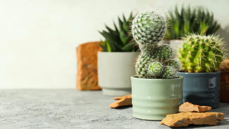 do not bring these things t