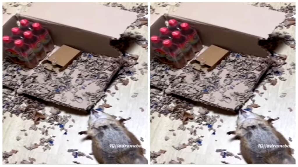 OMG: शराब को पानी समझकर गटक गया चूहा! इसके बाद हो गया ऐसा हाल, देखें Video