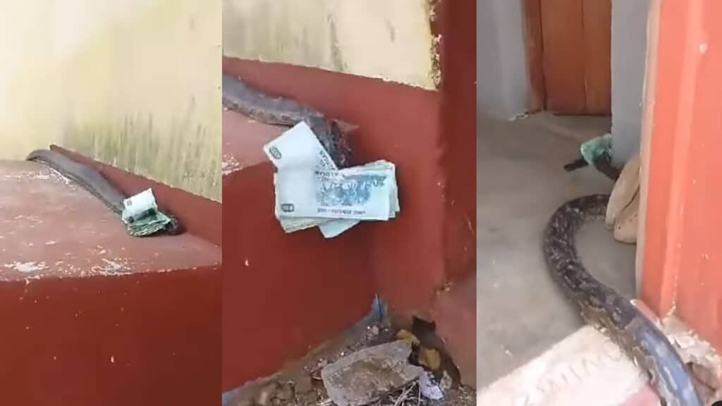 snake stealing money video