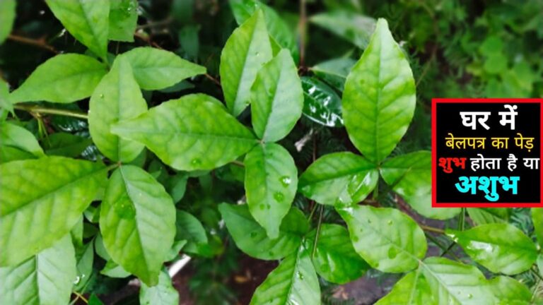 घर में बेलपत्र के पेड़ को लगाना सही है या गलत? ghar me belpatra