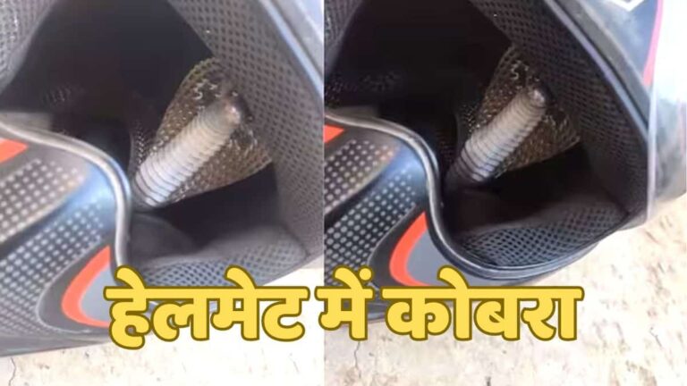 helmet me baitha cobra
