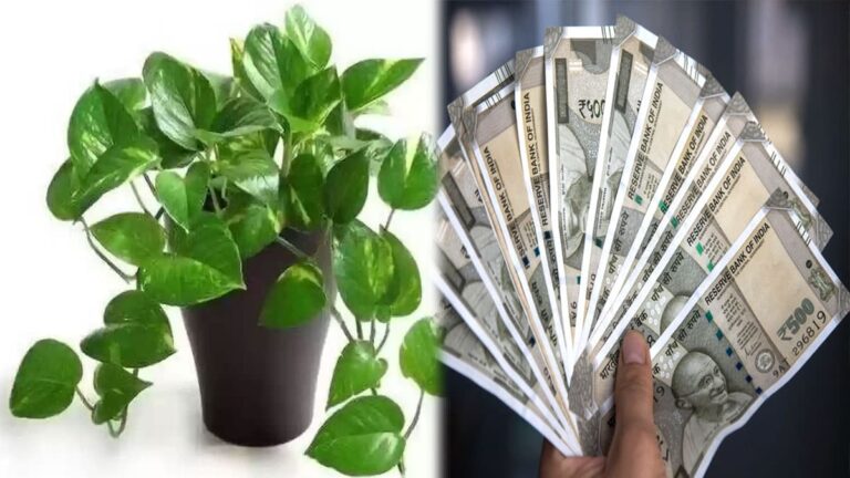money plant se paisa badhta