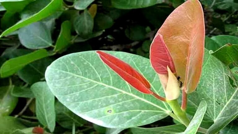 bargad ke patte khane ke fa