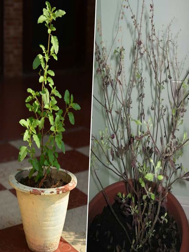 तुलसी सूख जाने पर करें ये काम