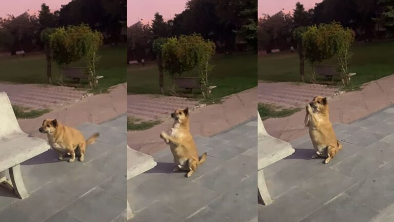 viral dog video