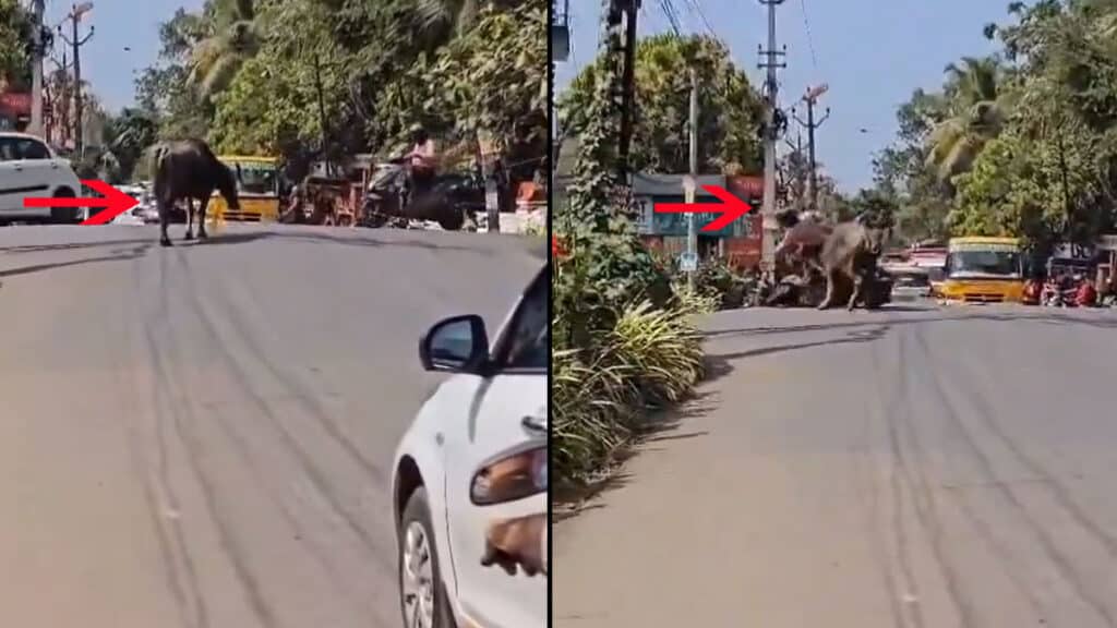 Video: बीच सड़क पर भैंस को आया खतरनाक गुस्सा, स्कूटी सवार को गेंद की तरह उछाल फेंका