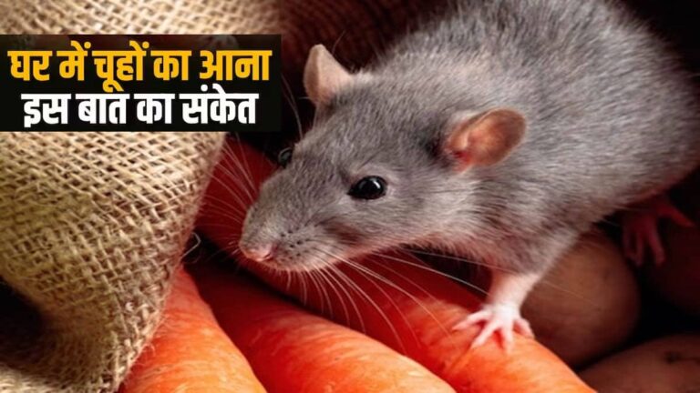 ghar me chuhe hona