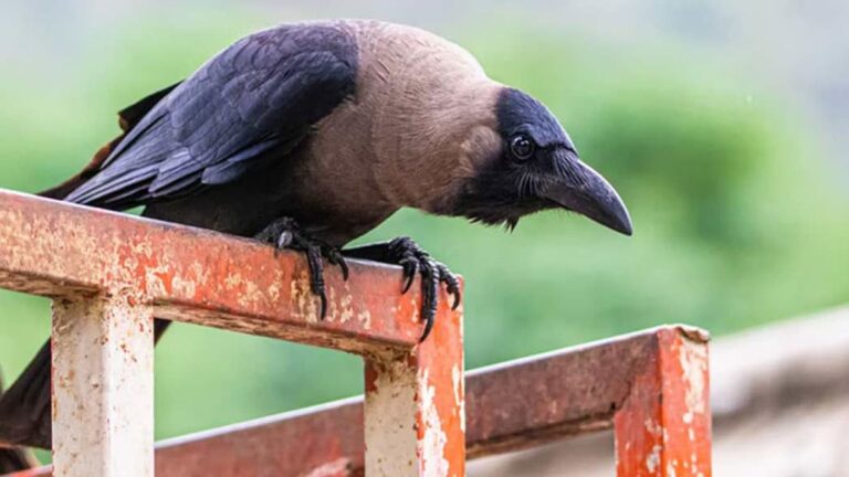 ghar me kaun aane ka matlab