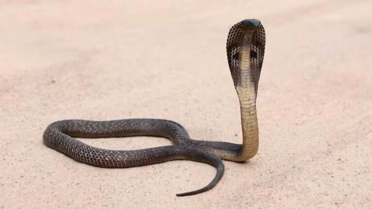 ghar me sanp dikhne ka matl